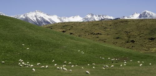 south island new zealand sheep