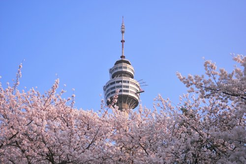 south korea  daegu  cherryblossom