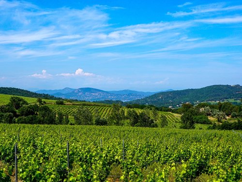 south of france  france  vineyard