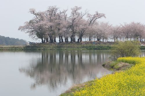 south sea cherry flowers the grasslands