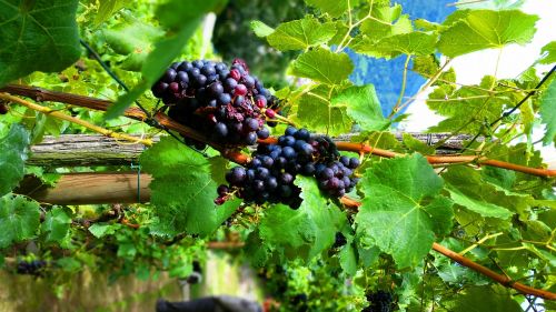 south tyrol blue grape vine