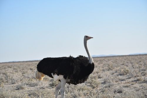 southern african ostrich run