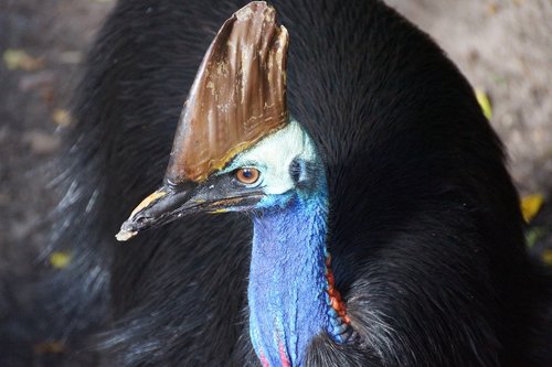 southern cassowary  australia  bird