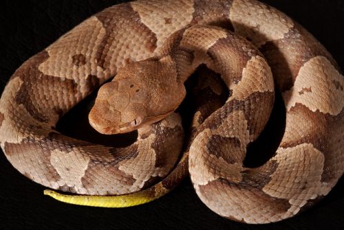 southern copperhead viper poisonous