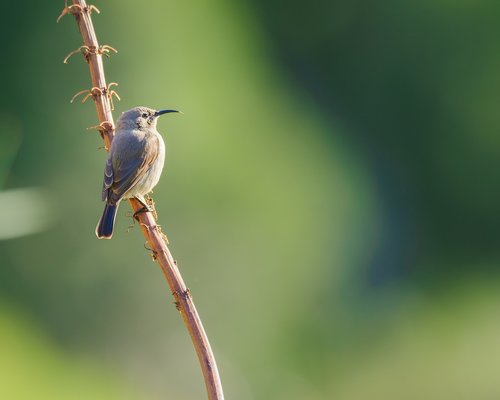 southern double-collared sunbird  sunbird  female