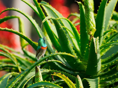 southern double-collared sunbird  bird  male