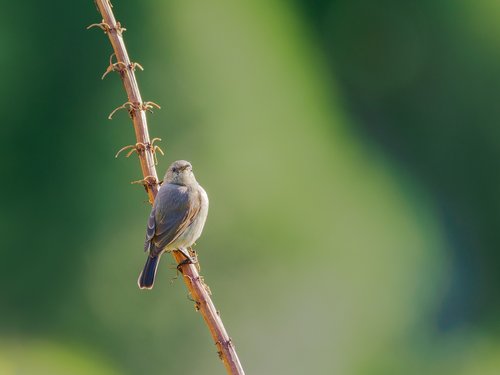 southern double-collared sunbird  sunbird  female