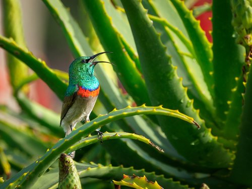 southern double-collared sunbird  male  bird