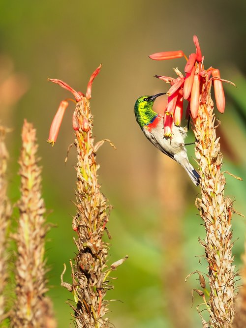 southern double-collared sunbird  male  bird
