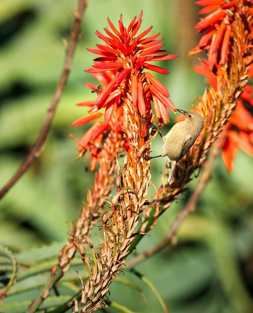 southern double-collared sunbird  sunbird  bird