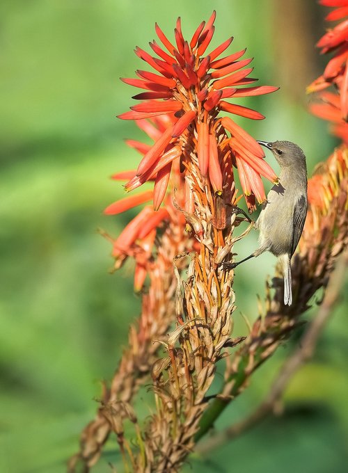 southern double-collared sunbird  female  feeding