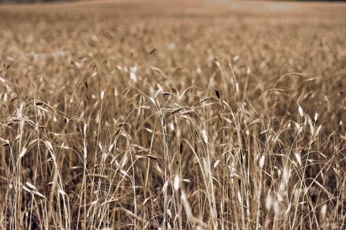 southern france in wheat field france