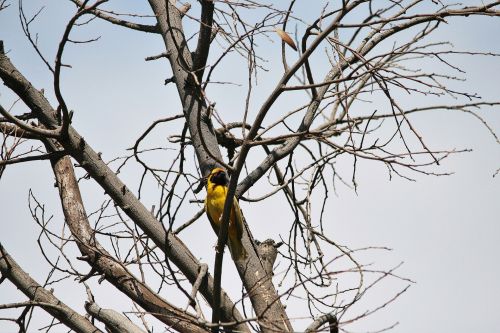Southern Masked Weaver Perched