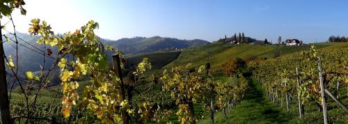 southern styria styria wine
