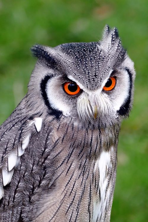 southern white faced owl birds owl