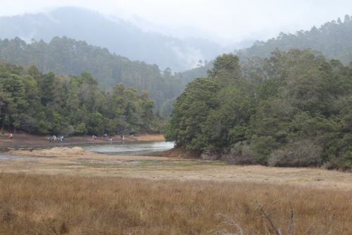 southindia river dense