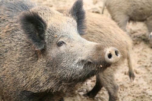 sow boar pig