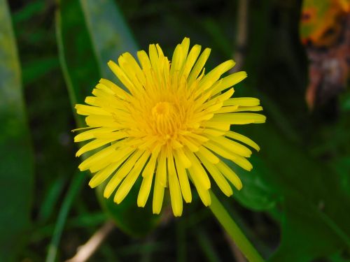 sow-thistle yellow flower spring flower