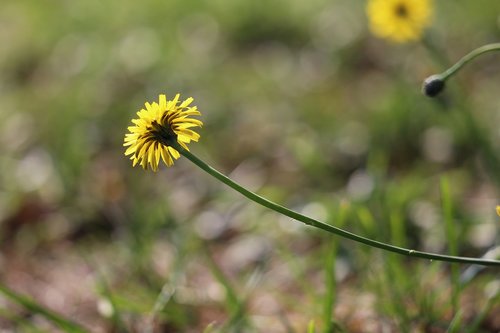 sow thistle  sonchus oleraceus  yellow flower