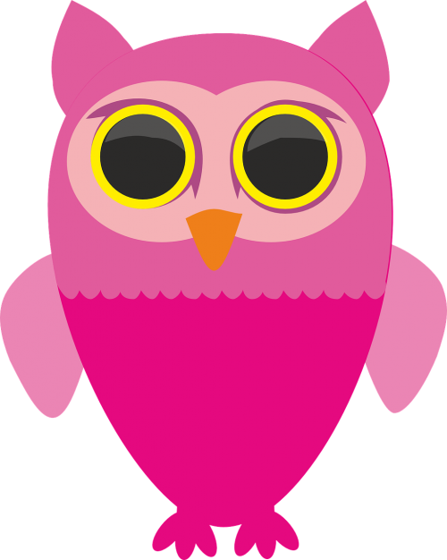 sowa owls bird