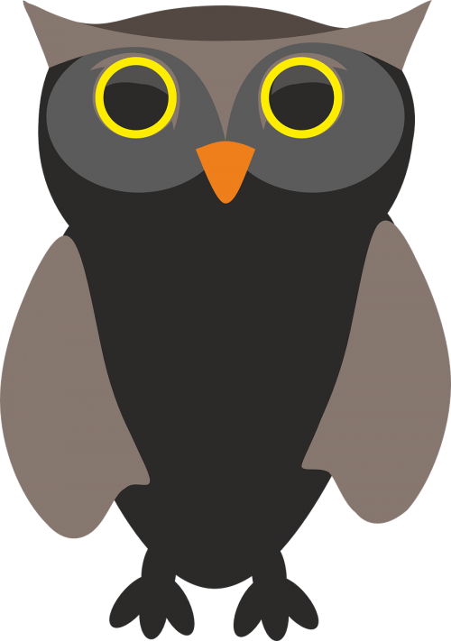 sowa owls bird