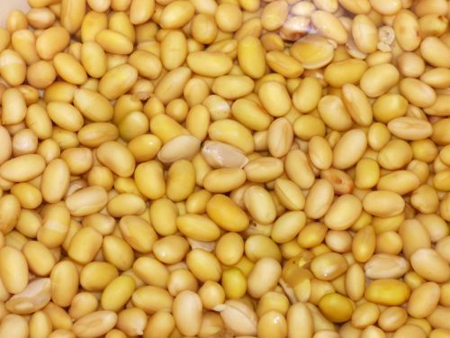 soy beans yellow