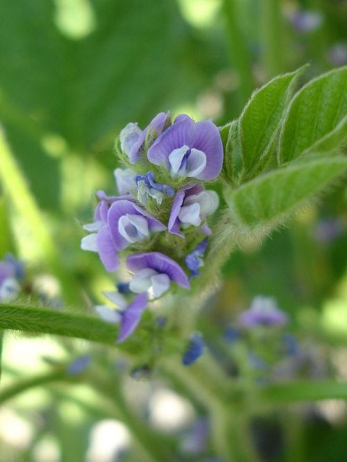 soy flower purple