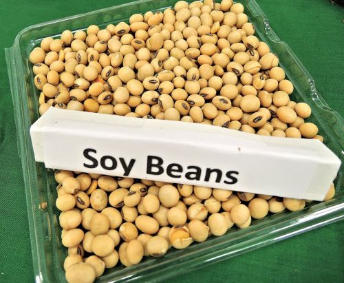 soy beans animal feed soy oil