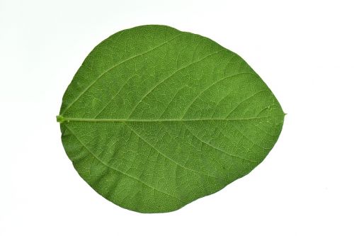soy leaves green health