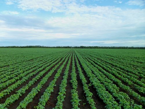 soybean field farming field