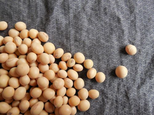 soybeans beans soy