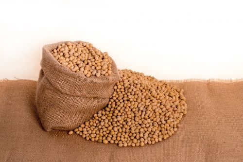 soybeans plants seeds