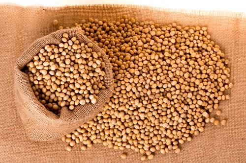 soybeans plants seeds