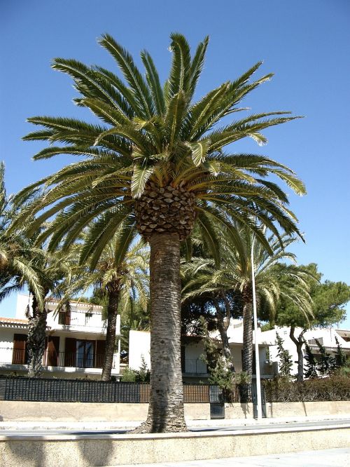 spain palm sunshine coast