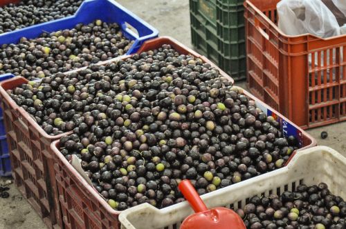 spain greece olives