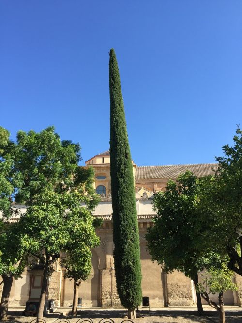 spain cordoba tree