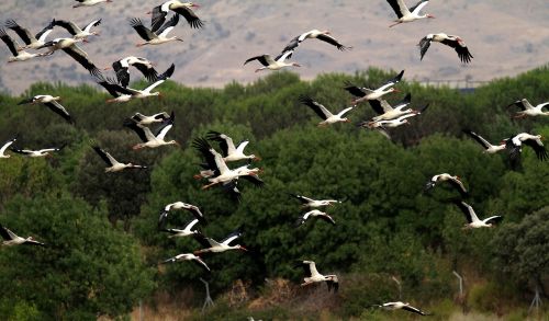 spain storks flock