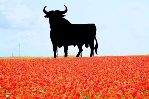 spain bull poppies