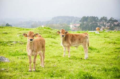 spain cows nature