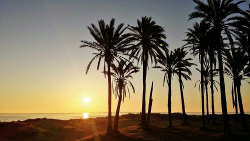 spain palm trees torrevieja
