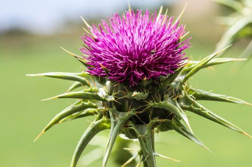 spain toledo thistles nature