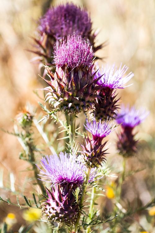 spain extremadura purple