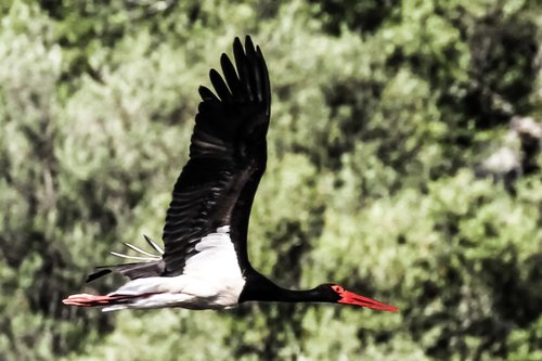 spain  extremadura  black stork