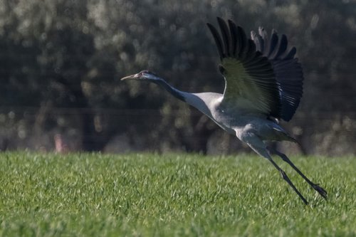 spain  extremadura  common crane