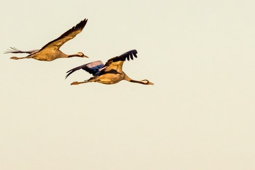 spain  extremadura  common crane