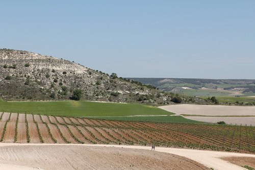 spain  vineyard  wine region