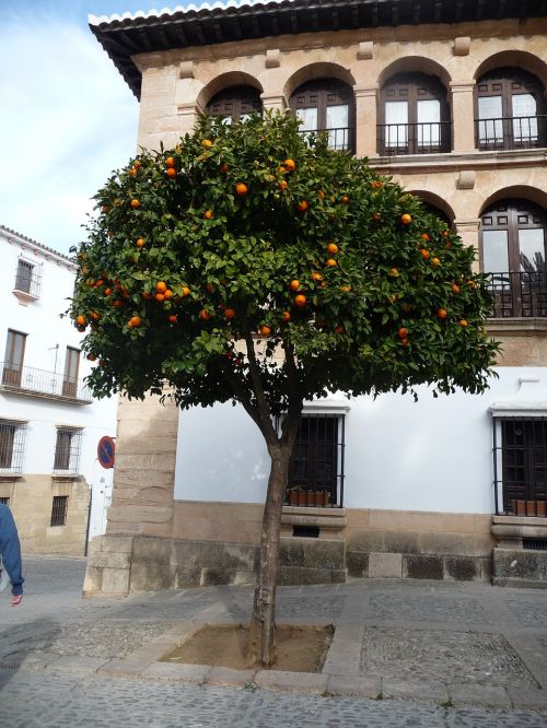 spain square orange trees