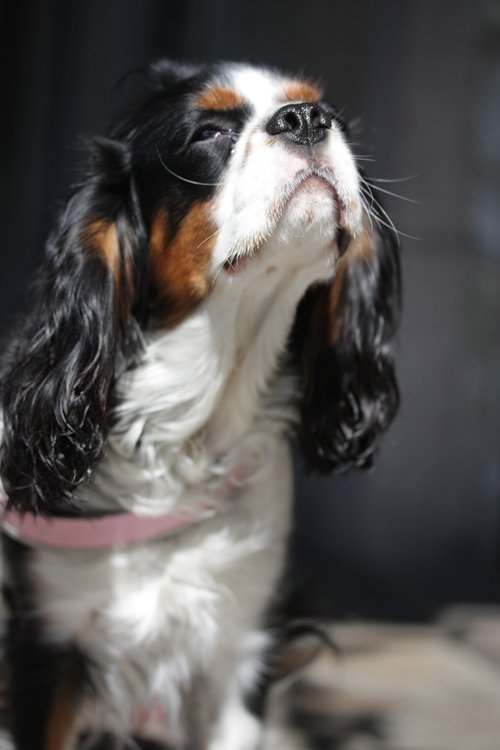 spaniel  dog  purebred dog