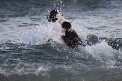 spaniel swim dog