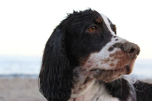 spaniel dog beach